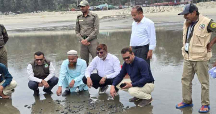 সমুদ্রসৈকতে ২৫০ কাছিমছানা অবমুক্ত