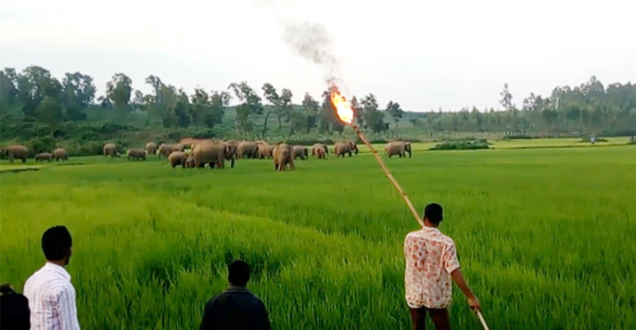 শেরপুরে থামছে না বন্য হাতির তাণ্ডব