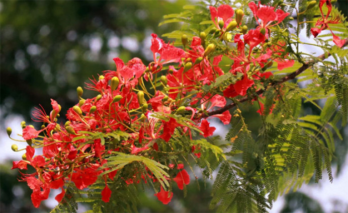 নয়নাভিরাম কৃষ্ণচূড়ার সৌন্দর্য