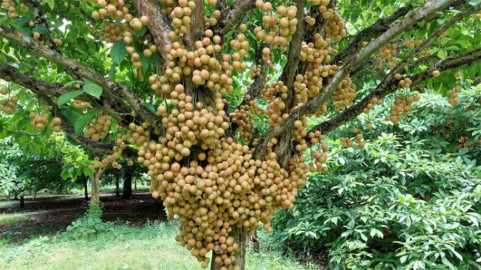 জিআই স্বীকৃতি পেল নরসিংদীর লটকন