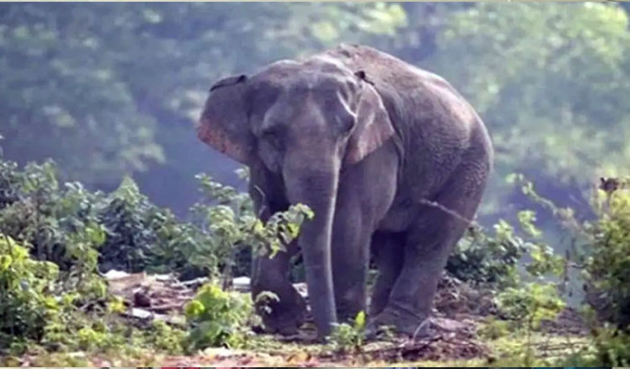চকরিয়ায় বন্যহাতির আক্রমণে আহত দুই নির্মাণ শ্রমিক