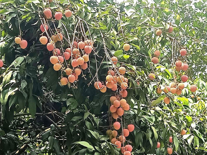 সোনারগাঁয়ে গাছে গাছে ঝুলছে রসালো লিচু