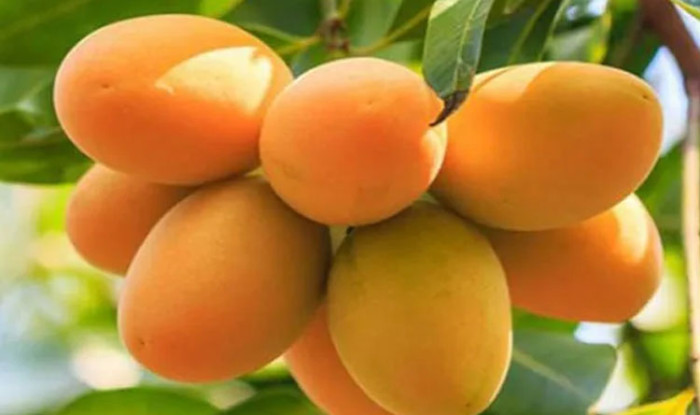 আমটি ক্ষতিকর কেমিক্যাল মুক্ত তো!
