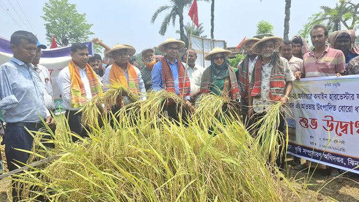 ঝিনাইদহে সমলয় পদ্ধতিতে বোরো ধান কর্তন
