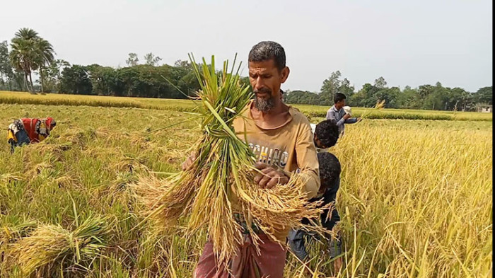 নওগাঁয় বোরোধান ফলনে খুশি কাংক্ষিত দাম না-পেয়ে হতাশ কৃষক