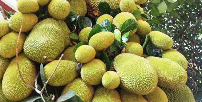 রপ্তানির নতুন দুয়ারে বাংলাদেশের কাঁঠাল