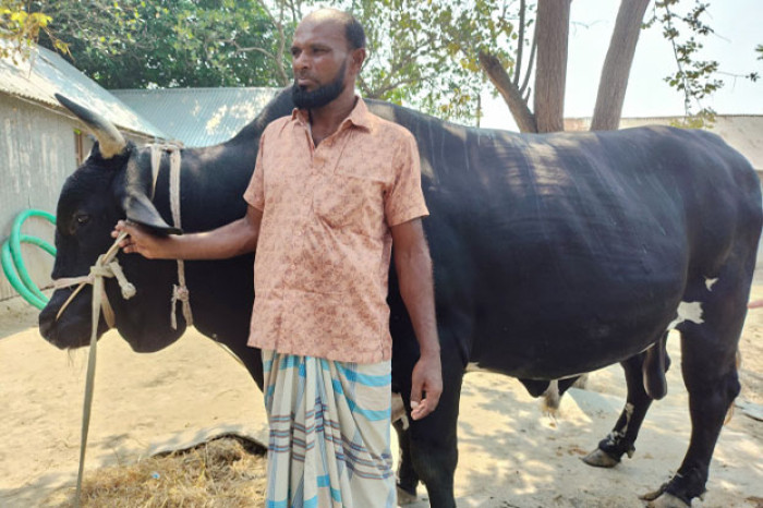১৪০০ কেজির ‘ময়না’কে নিয়ে কৃষকের স্বপ্ন