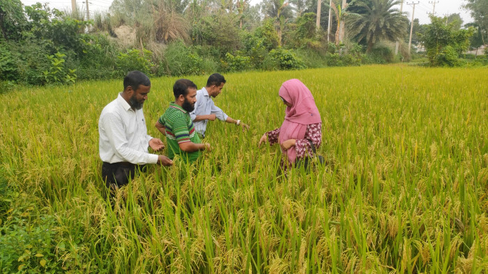 শ্রীবরদীতে প্রণোদনার বীজে বাম্পার ফলন