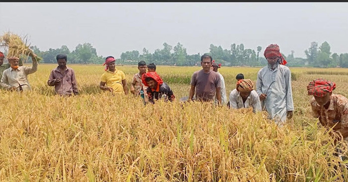 সরিষাবাড়ীতে কৃষকের ধান কেটে দিলেন কৃষক দলের নেতারা