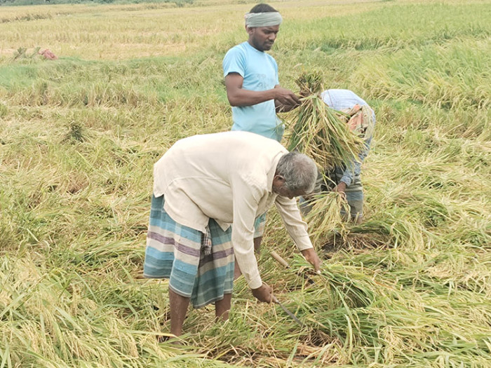 নিয়ামতপুরে বোরো ধান কাটার ব্যস্ততা, ফলনে কৃষকদের মুখে হাসি