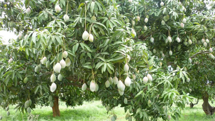 আমে ঠকছেন চাষিরা