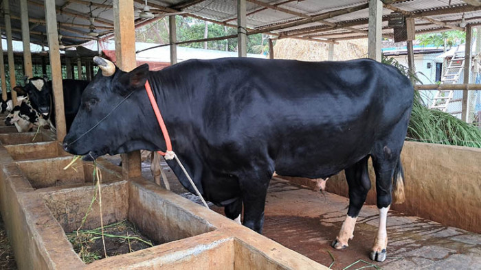 চাঁদপুরে ৬২ হাজার কোরবানির পশু প্রস্তুত