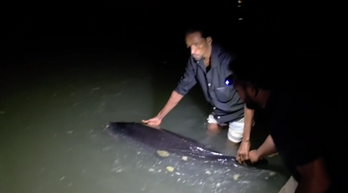 কক্সবাজারের ইনানী সৈকতে ভেসে এলো তিমি