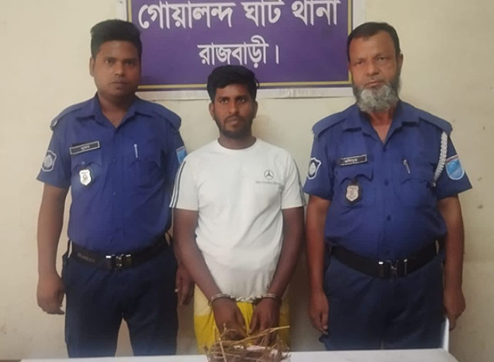 দৌলতদিয়া গাঁজাসহ মাদক কারবারি গ্রেপ্তার