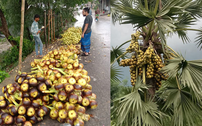 শিবচরে তালের শাঁসের দাম বেশি, বিক্রি কম