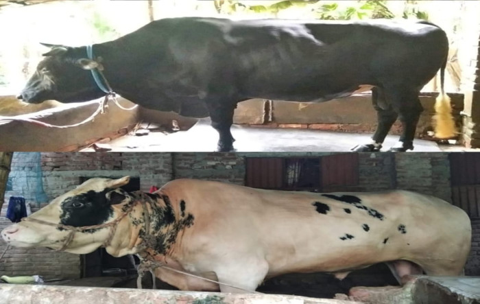 গাইবান্ধায় কোরবানিতে প্রস্তুত হিরো ও ভিলেন, দাম ১৪ লক্ষ
