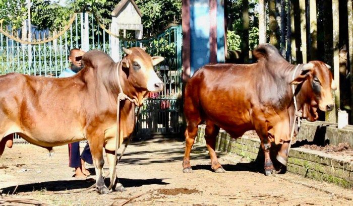কোরবানির ঈদে হাট কাঁপাতে আসছে রাজকুমার ও রাজসুলতান