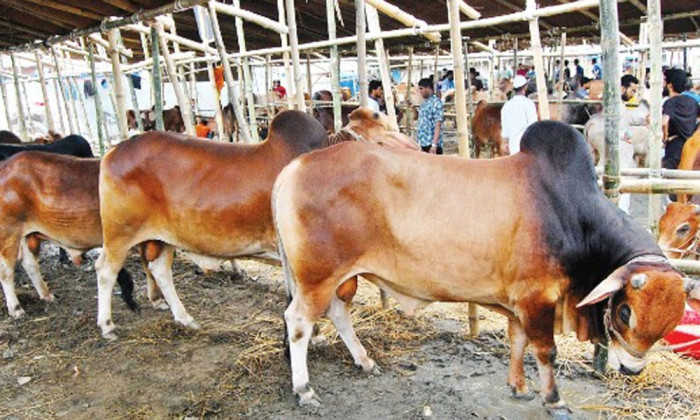 এবার ঈদে কোরবানি হয়েছে ৯১ লাখের বেশি পশু