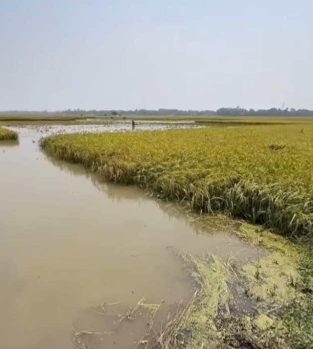 জমিতে বৃষ্টির পানি জমে পাকাধানের বেশির ভাগ ফসল নষ্ট হয়েছে