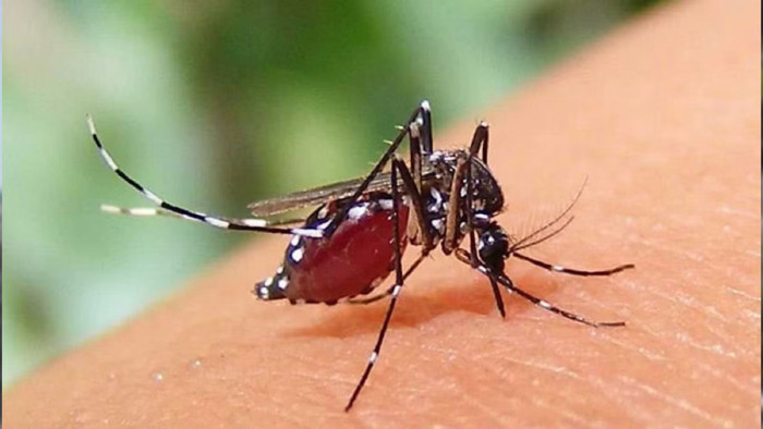 ফাইল ছবি