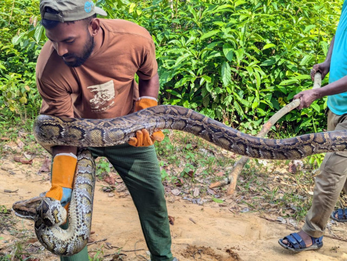 কক্সবাজারে বিশালাকৃতির বার্মিজ অজগর উদ্ধার