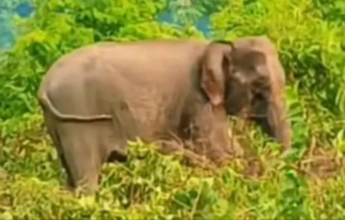 সংগৃহীত ছবি