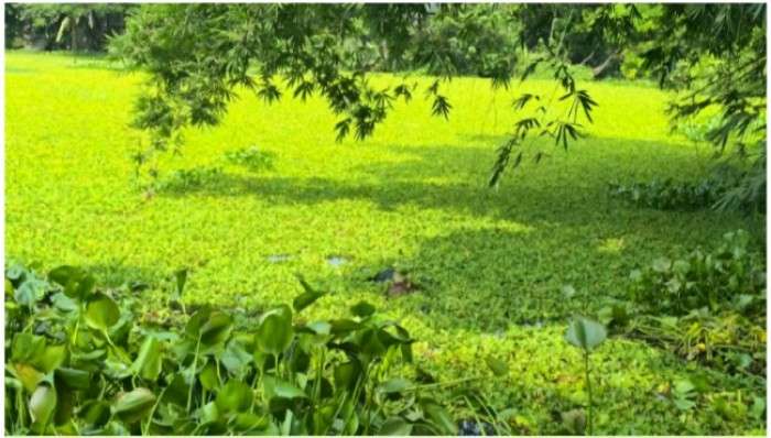 ছবি: ব্রাহ্মণবাড়িয়ার নবীনগরে রহস্যময় কথিত জীনের ডোবা