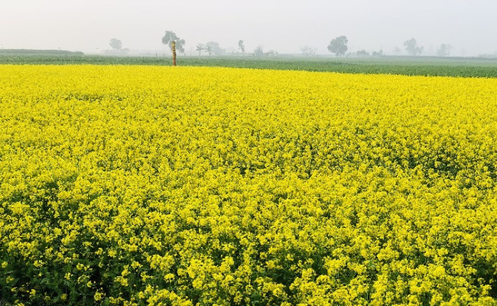 ছবি- ভোরের আকাশ
