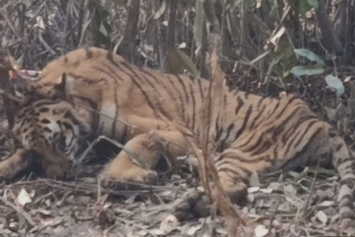 ছবি : ভোরের আকাশ