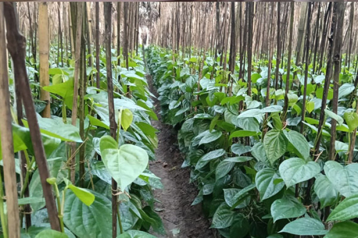 ছবি : ভোরের আকাশ
