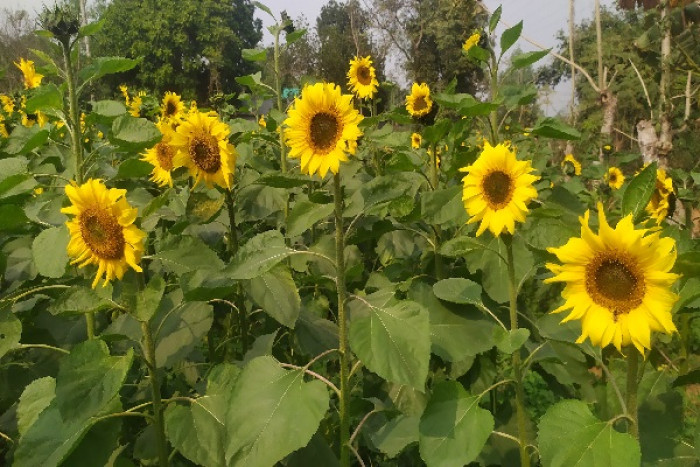 ছবি- ভোরের আকাশ