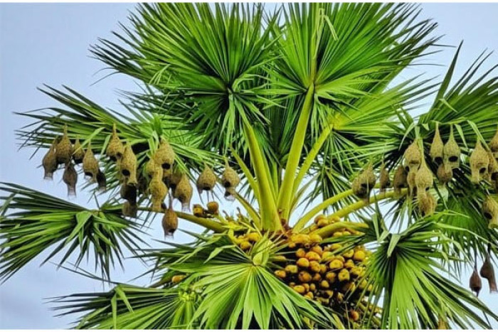 ছবি : ভোরের আকাশ