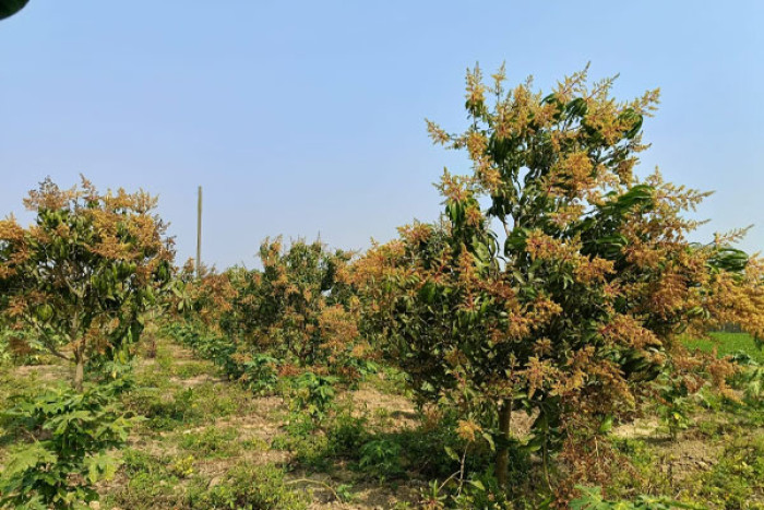 ছবি : ভোরের আকাশ