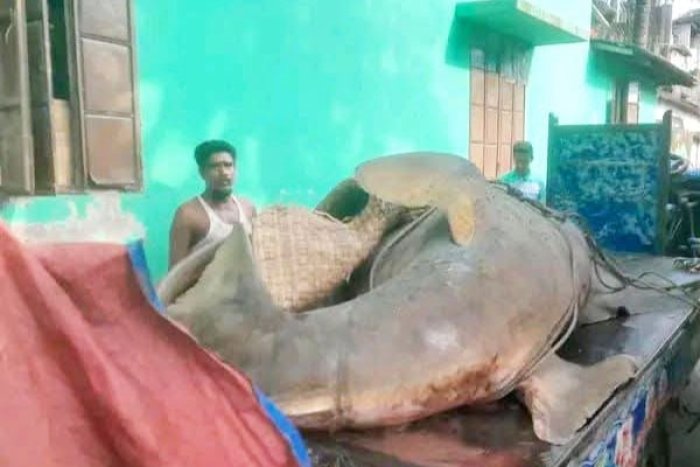 ছবি: ভোরের আকাশ