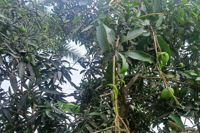 ছবি : ভোরের আকাশ