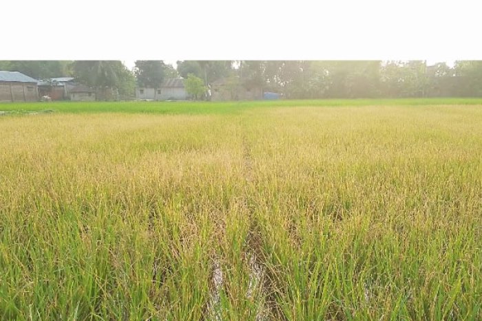 ছবি : ভোরের আকাশ