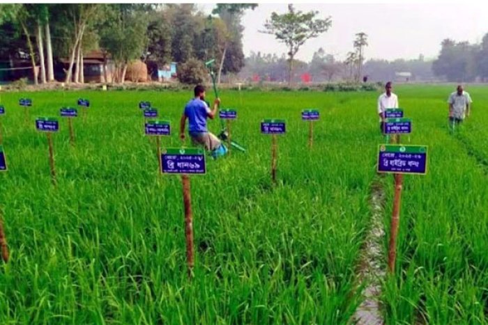 ছবি : ভোরের আকাশ