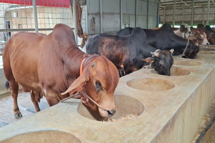 কাউখালীতে কোরবানির পশুর ব্যাপক প্রস্তুতি