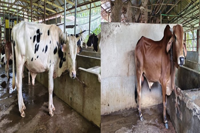 ছবি : ভোরের আকাশ