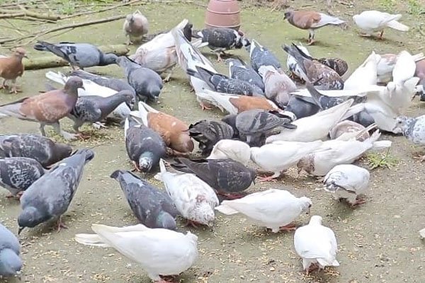সংগৃহীত ছবি