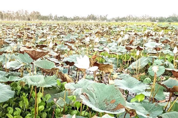 ছবি- ভোরের আকাশ