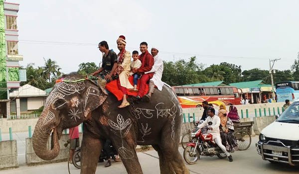 মা-বাবার শখ পূরণে হাতির পিঠে বরযাত্রা! ব্যতিক্রমী বিয়েতে সাড়া ফেললেন সাকিব